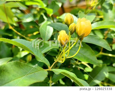 庭の黄色のモッコウバラ 庭の黄色のモッコウバラ 126025338