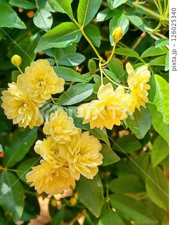庭の黄色のモッコウバラ 庭の黄色のモッコウバラ 126025340
