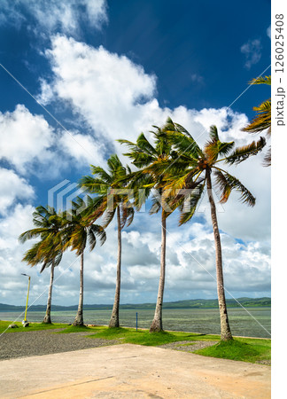 Tall palm trees bend in the coastal breeze under a bright blue sky with scattered clouds in Koror, Palau, creating a classic tropical island scene by the ocean 126025408