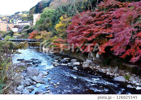 湯河原町 千歳川と鮮やかな紅葉と宿泊施設 湯河原町 千歳川と鮮やかな紅葉と宿泊施設 126025545