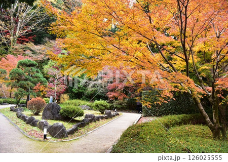 湯河原町 町立湯河原美術館庭園散策路と紅葉 湯河原町 町立湯河原美術館庭園散策路と紅葉 126025555