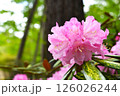 ピンク色の石楠花 126026244