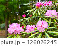 ピンクの花と緑の葉を背景にしたピンク色のツツジのアップ 126026245
