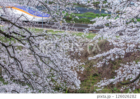 桜と新幹線 桜と新幹線 126026282
