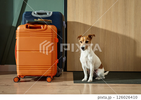 Small Dog Sitting Next to Packed Suitcases 126026410