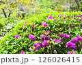 ツツジと新緑のツツジ 126026415
