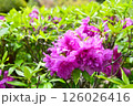 雨に濡れたツツジ 126026416