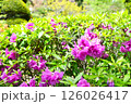 ツツジのある風景 126026417