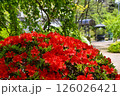赤いツツジ 126026421