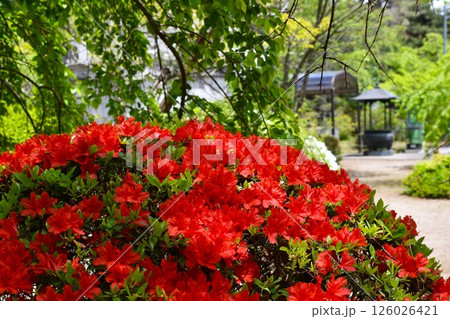 赤いツツジ 126026421
