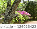 庭に咲くピンク色のつつじ 126026422