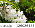 白いシャクナゲの花 126026423