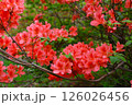 赤いツツジ 126026456