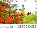 赤いツツジの花 126026458