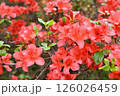 赤いツツジ 126026459