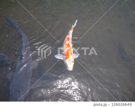 池で泳ぐ鯉 126026649