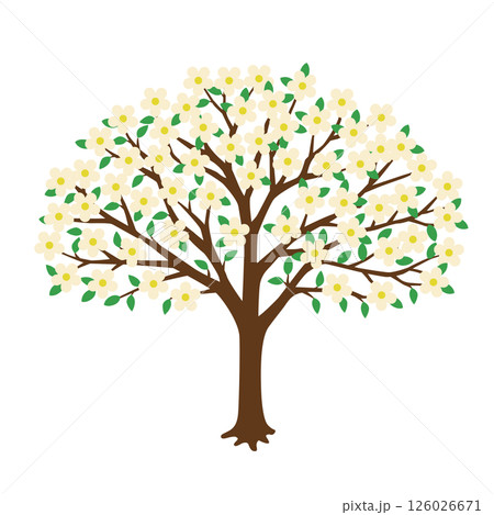ハナミズキの木のイラスト 126026671