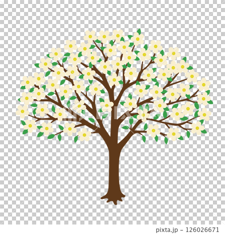 ハナミズキの木のイラスト 126026671