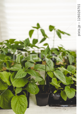 Seedlings of eggplants and peppers in pot on windowsill. Ecological home growing of tomato seedlings. Seedlings of eggplants and peppers in pot on windowsill. Ecological home growing of tomato seedlings. 126026701