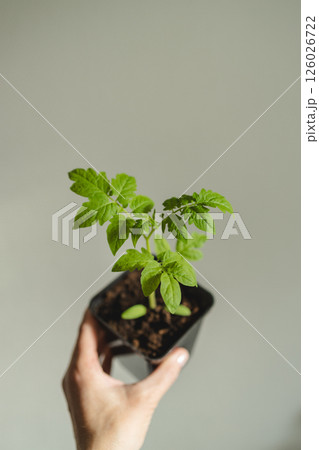 Young seedlings of tomato in pot on table against white wall. Ecological home growing of tomato seedlings. Young seedlings of tomato in pot on table against white wall. Ecological home growing of tomato seedlings. 126026722