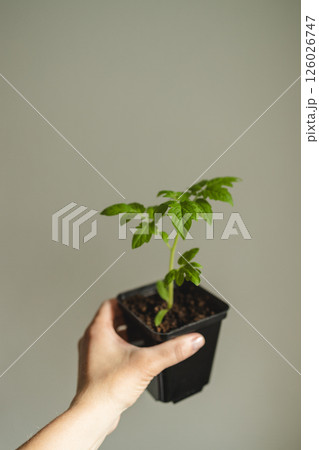 Young seedlings of tomato in pot on table against white wall. Ecological home growing of tomato seedlings. 126026747