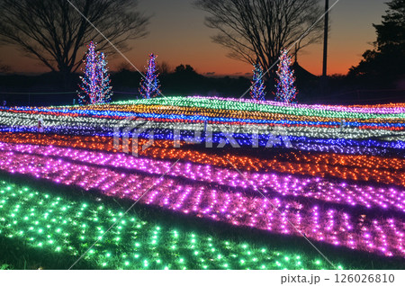 マザー牧場ウインターイルミネーション「光の花園」でのライトアップと夕陽 126026810