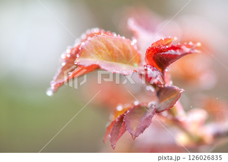 芽吹き 126026835