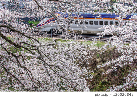桜と新幹線 126026845