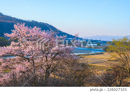 朝日を浴びる犀川沿いの名もなき一本桜【安曇野】 朝日を浴びる犀川沿いの名もなき一本桜【安曇野】 126027103