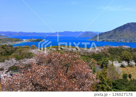 【愛媛県】桜咲く春の伯方島開山公園と多々羅大橋（しまなみ海道） 126027178