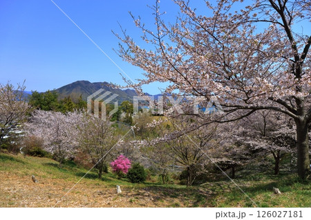 【愛媛県】桜咲く春の伯方島開山公園（しまなみ海道） 126027181