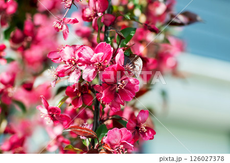 A detailed closeup view of beautiful pink flowers on a tree branch 126027378