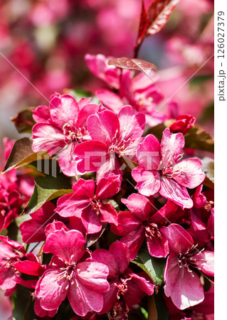 A detailed closeup view of a beautiful bunch of pink flowers on a tree 126027379