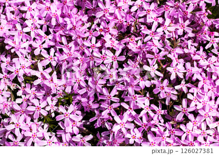 A cluster of tiny, vibrant purple flowers is blooming amidst the grass A cluster of tiny, vibrant purple flowers is blooming amidst the grass 126027381