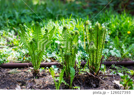 A lush bunch of vibrant ferns are growing out of the soil in a garden A lush bunch of vibrant ferns are growing out of the soil in a garden 126027393