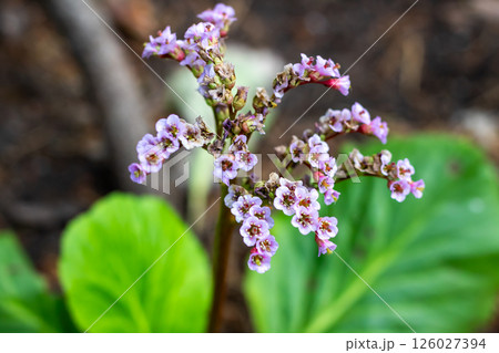 A plant with beautiful purple flowers and lush green leaves 126027394