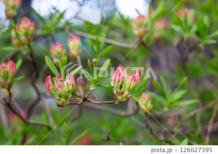 Closeup of a bush with vibrant pink flowers and green leaves Closeup of a bush with vibrant pink flowers and green leaves 126027395