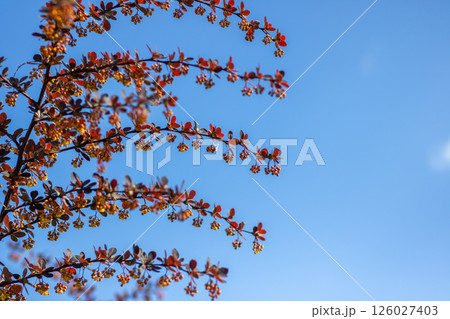 A vibrant branch with red flowers against a clear blue sky A vibrant branch with red flowers against a clear blue sky 126027403