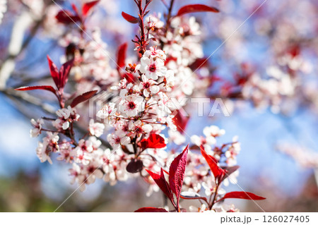 A beautiful tree with white and red flowers and vibrant red leaves 126027405