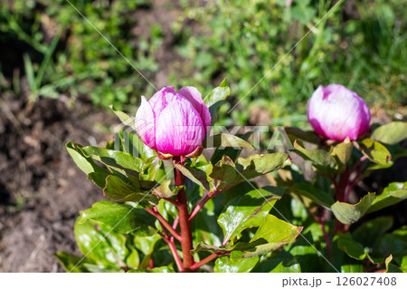 A closeup of a beautiful pink flower with green leaves around it 126027408