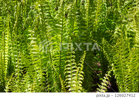A vibrant bunch of lush green ferns is flourishing in the sunlight 126027412