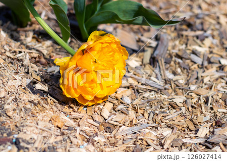 A bright yellow flower is gracefully sitting on a pile of wood chips A bright yellow flower is gracefully sitting on a pile of wood chips 126027414