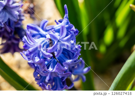 Close up of a beautiful blue flower with vibrant green leaves Close up of a beautiful blue flower with vibrant green leaves 126027418