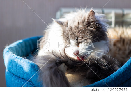 A Cozy Cat Grooming Session Takes Place in a Soft Blue Bed That is So Very Inviting 126027471