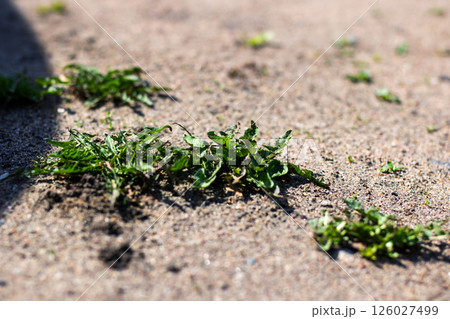 A diverse bunch of green plants are growing vibrantly out of the ground 126027499