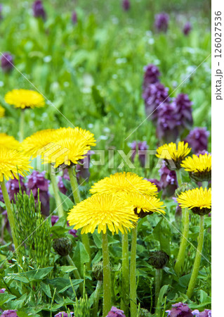 たんぽぽと踊り子草 126027536