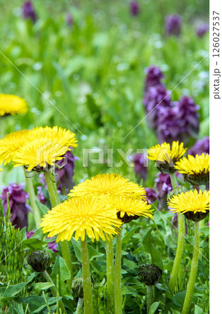 たんぽぽと踊り子草 126027537