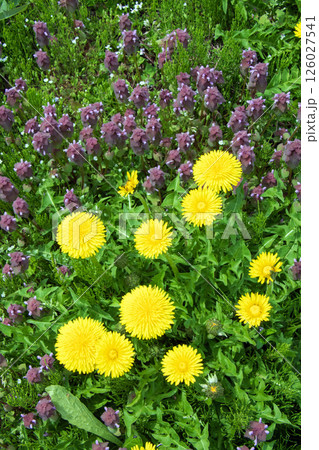 たんぽぽと踊り子草 たんぽぽと踊り子草 126027541