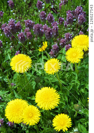 たんぽぽと踊り子草 たんぽぽと踊り子草 126027543
