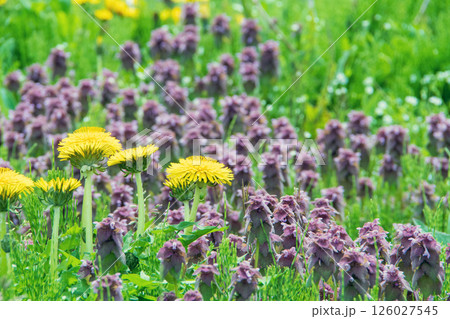 たんぽぽと踊り子草 たんぽぽと踊り子草 126027545